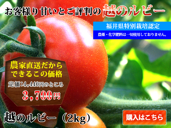 �z�̃��r�[