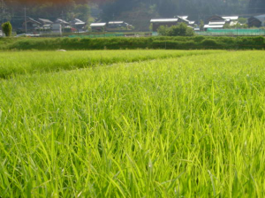 原木しいたけ１