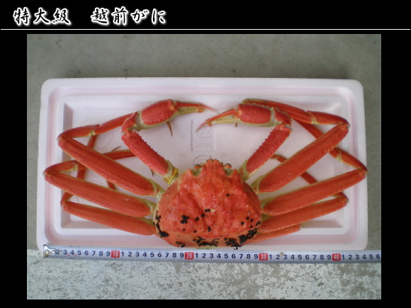 ���勉�T�C�Y�@�z�O����