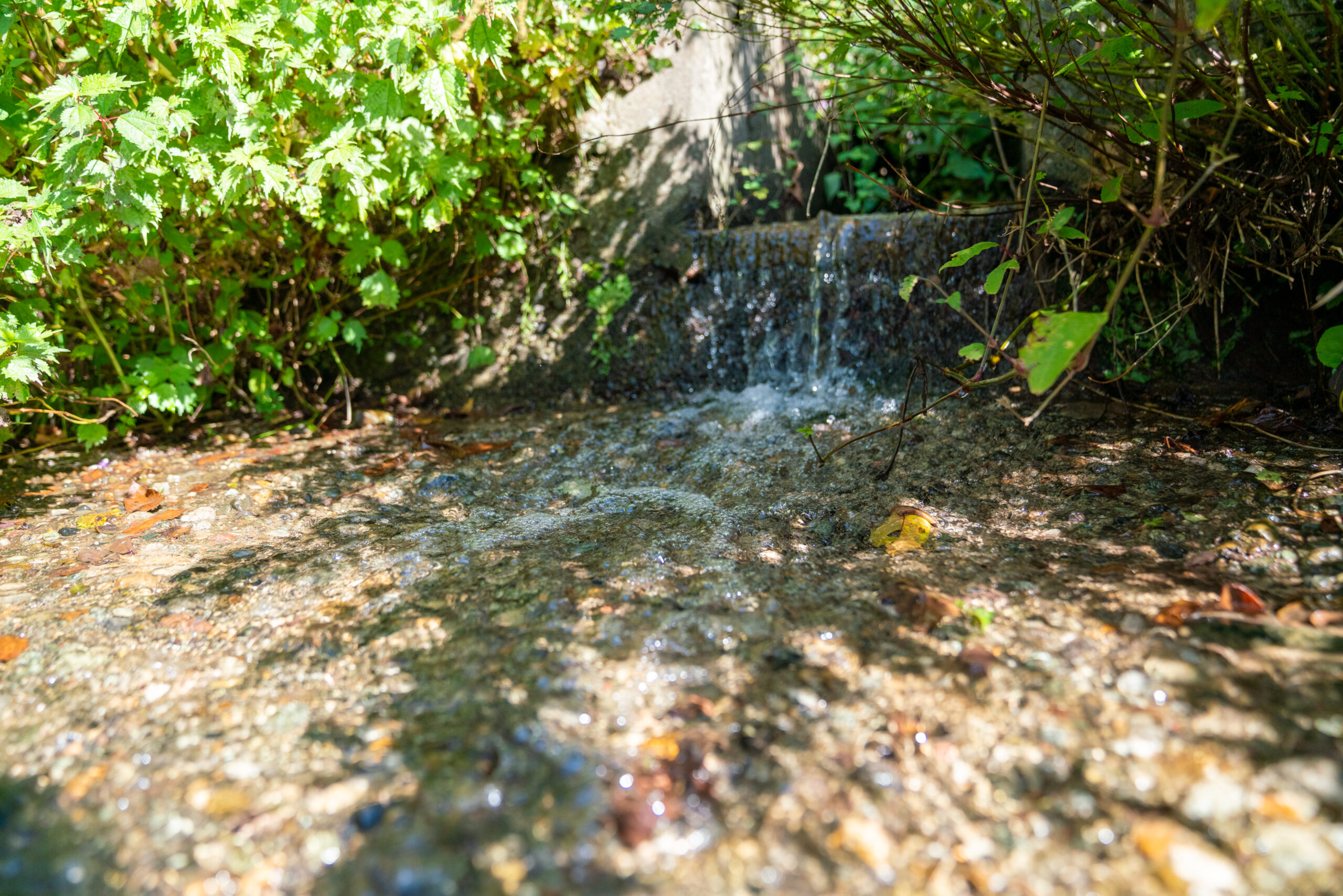 名水百選、白山水系の伏流水が豊富な地