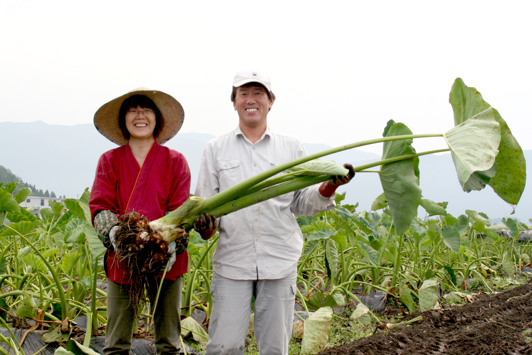 上庄里芋がおいしい理由